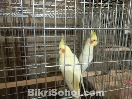 লুটিনো পার্ল ককাটেল